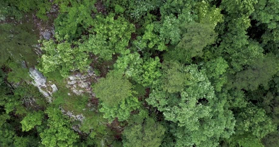 The trees below are tall and green