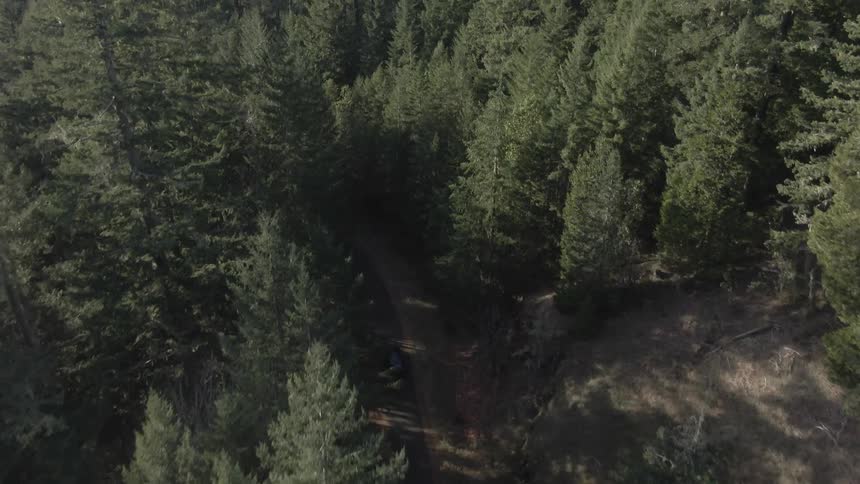 An aerial shot captures a car driving along a dirt road winding through the dense canopy of a forest where tall evergreen trees dominate the landscape