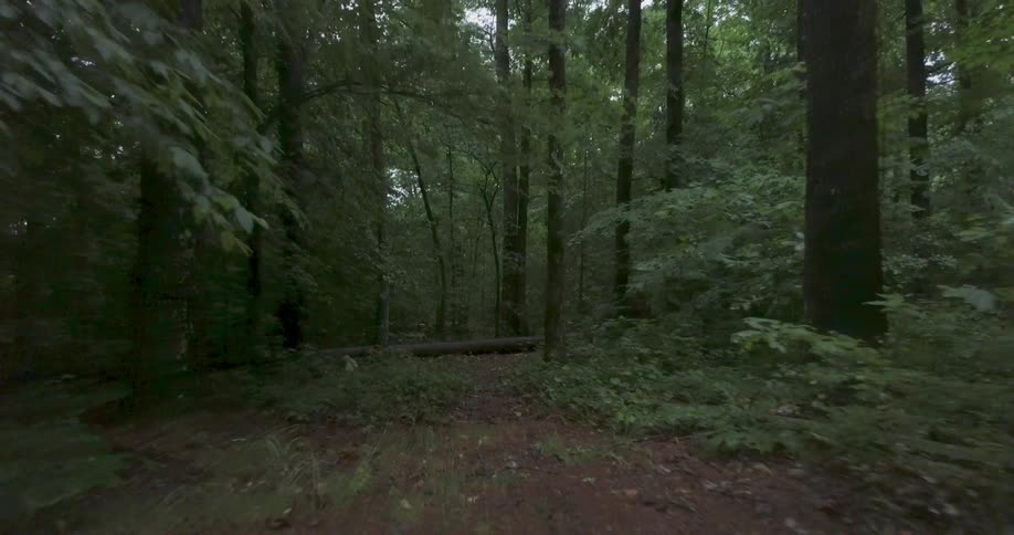 The forest is full of dark trees and tall grass