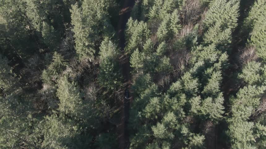 An aerial view of a dense forest of evergreen trees pines and similar conifers creating a textured green canopy with a narrow trail visible cutting through the trees