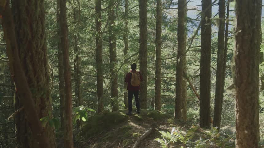 A man with a backpack standing on a mossy mound in the middle of a dense forest surrounded by tall trees