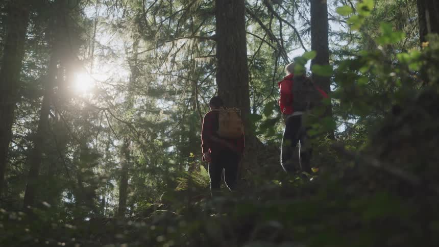 Two backpackers hike through the conifer grove growing on a slope on a sunny day