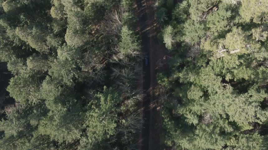 An aerial view of a vehicle traveling along a narrow path through a dense forest with the trees creating a patchwork of green and shadow