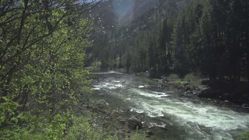 A river flowing thru a forest