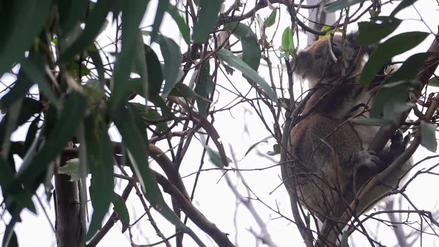 A koala sits in a tree
