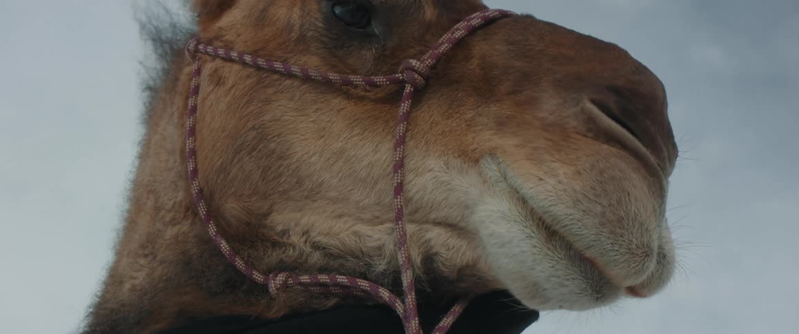 The head of a dromedary camel with its distinctive single hump highlighting its face eye and rope halter against a light backdrop
