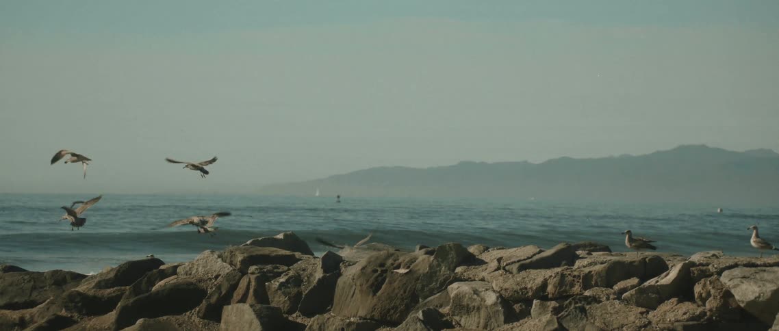 Seagulls take flight from a rocky breakwater as waves crash against it with a hazy coastline in the distance