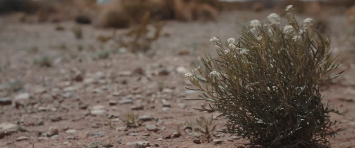 A small plant with white flowers blows harshly in the wind in a desert