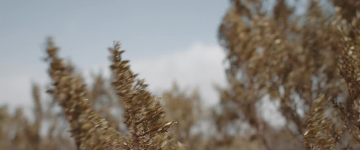 Tree with brown shrub like leaves swaying in the wind
