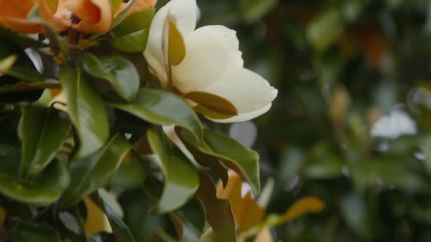 Tree with blooming orange and white flowers swaying with the wind