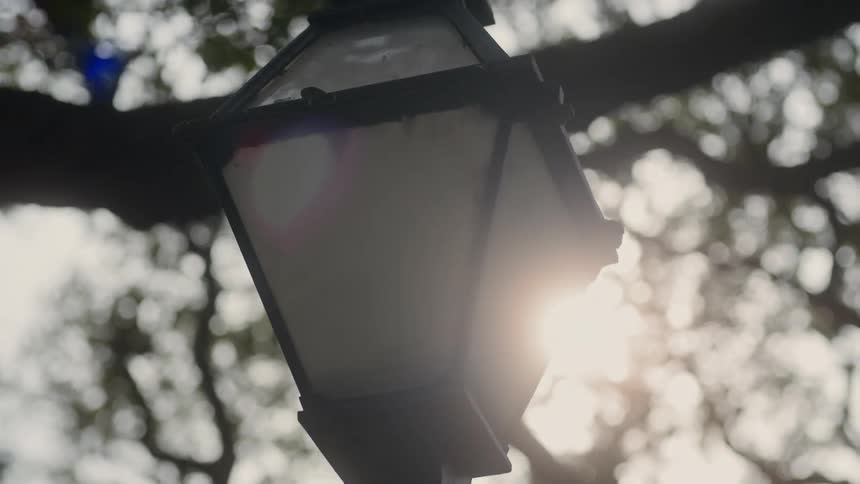 A lamppost under a tree