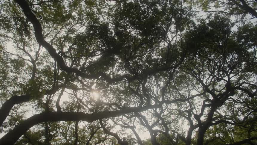 Trees in a park with a lamppost