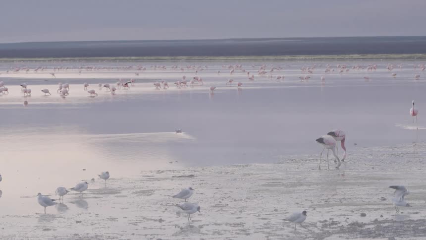 A flock of flamingos wading in a shallow mudflat with their pink plumage contrasting against the soft greyish tones of the water and shore