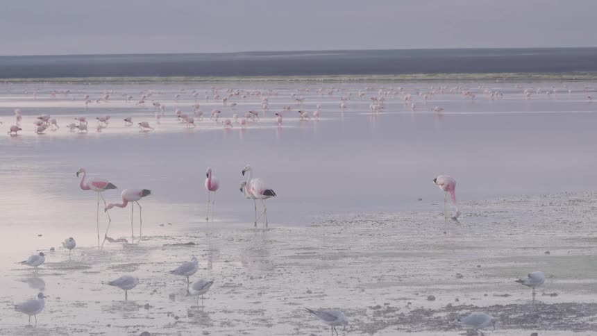 A flock of flamingos wading in a mudflat with their pink plumage contrasting against the soft greyish tones of the water and shore