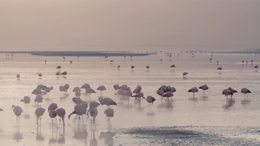A footage of birds at the sea shore