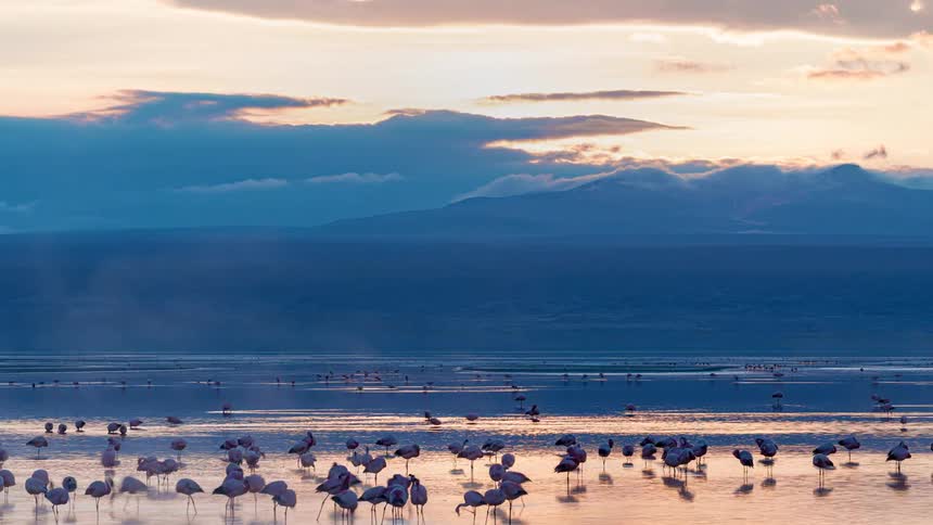 A footage of birds at the sea shore