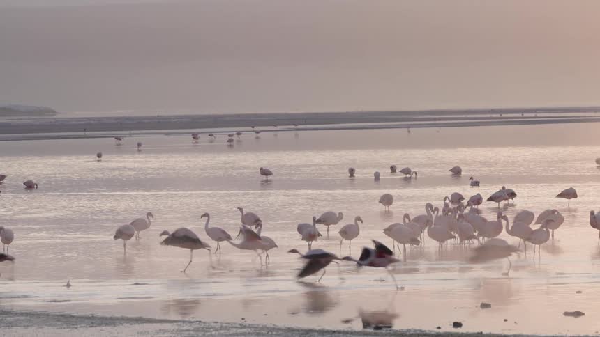 Flamingos wade in shallow water their reflections shimmering on the surface beneath a pale sky