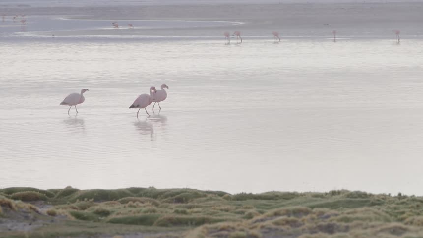Flamingos wading in a shallow body of water