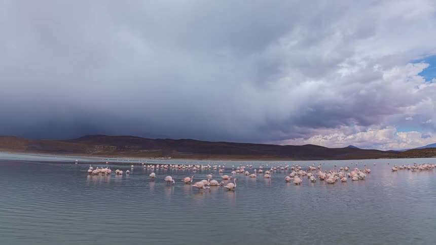 A large flock of ducks swim in the water on the shore
