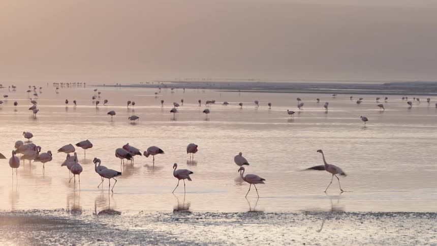 A large flock of flamingos wades in the shallow water of a lake or mudflat their pink plumage contrasting against the soft muted tones of the water and sky