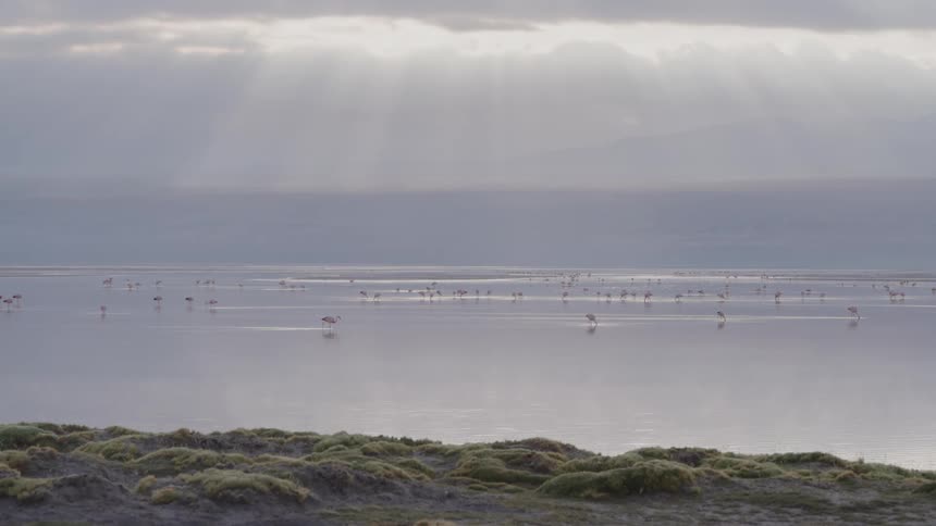 A footage of birds at the seashore