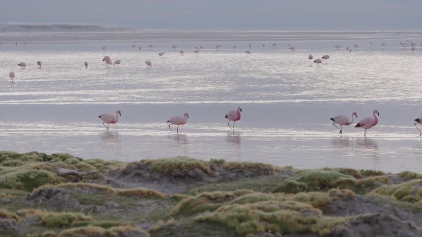 Flock of pink flamingos walking across the shoreline in single file on the beach