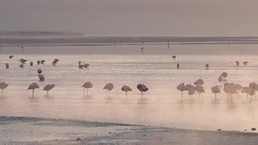 A flock of flamingos wades in the shallow reflective water of a mudflat under a soft muted sky
