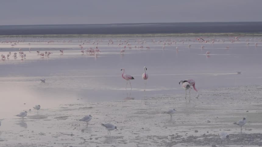 A flock of flamingos wading in a shallow mudflat with their pink plumage contrasting against the soft greyish tones of the water and shore