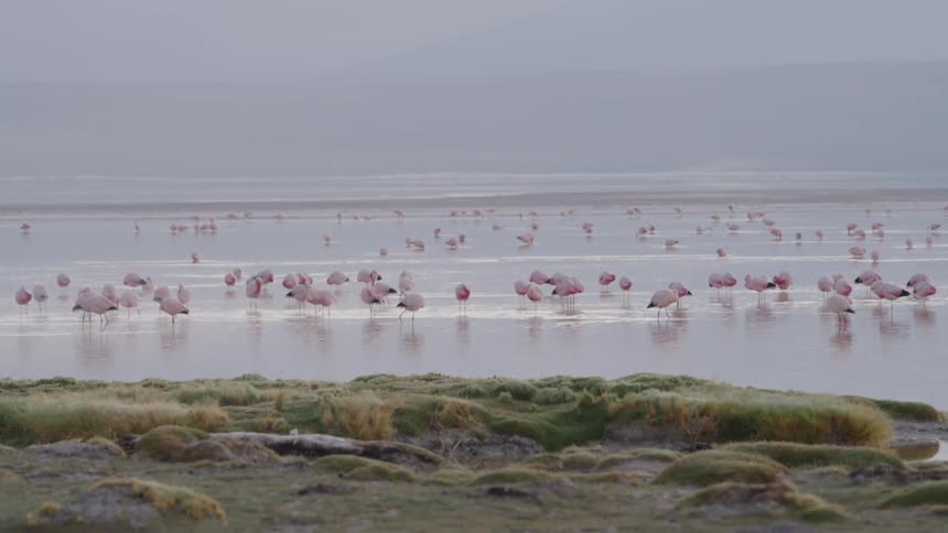 A large flock of flamingos wades through the calm shallows of a misty wetland bordered by mossy rocks and grass