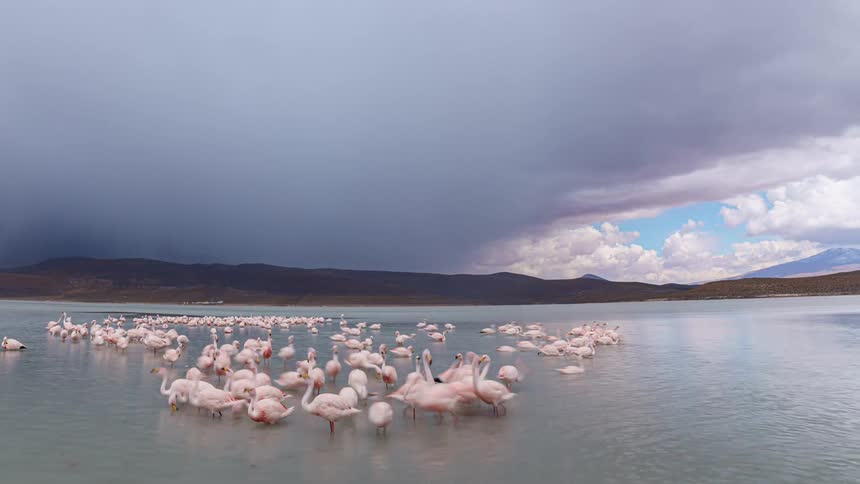 A large flock of flamingos wades in a shallow lake under a dramatic sky with a storm approaching contrasting the pink of the birds with the gray of the clouds and the blue of a distant patch of sky