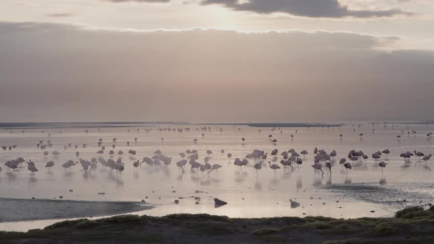A flock of flamingos wading in a shallow reflective lake under a soft dusky sky