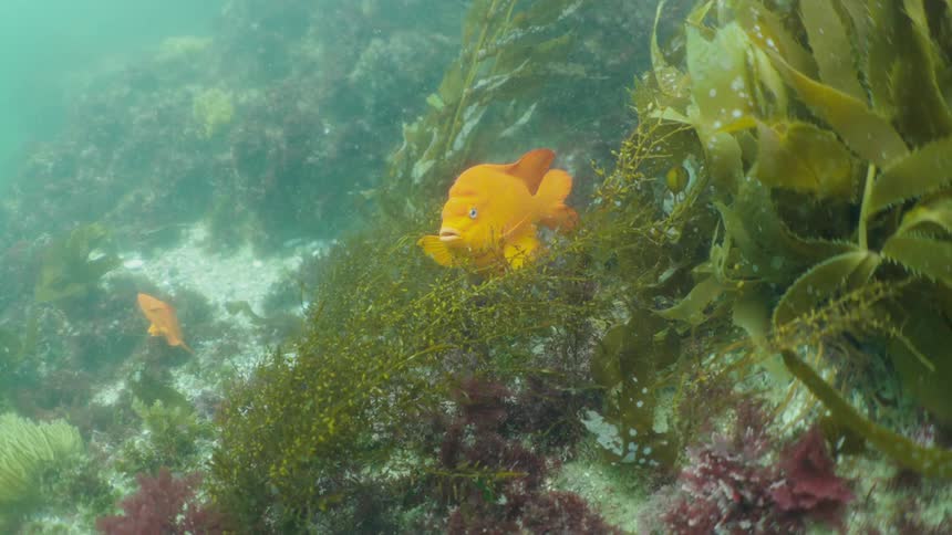 Yellow fish swimming through seaweed on bottom of ocean floor