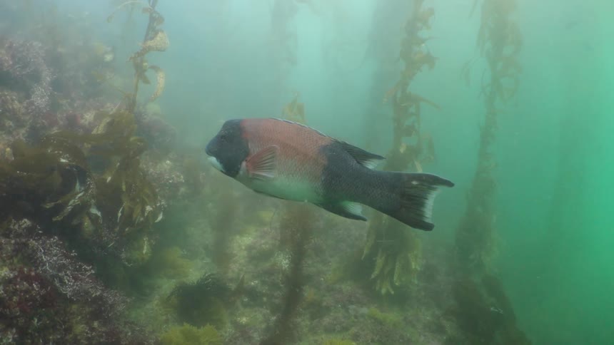 A dark colored fish with a prominent red patch on its body swims through a kelp forest in murky greenish water