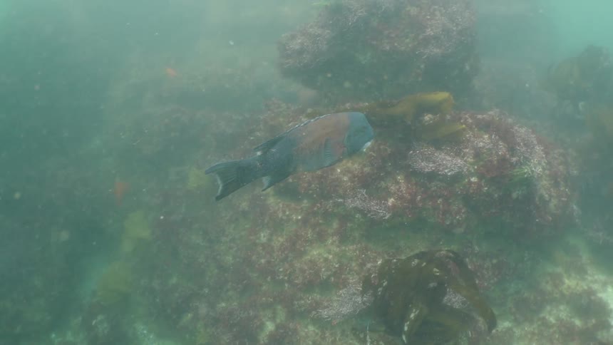 A parrotfish swimming over coral