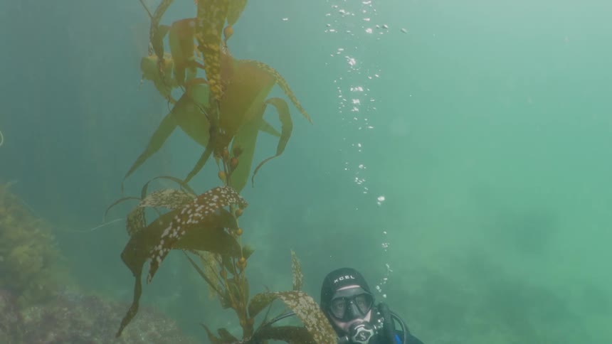 Underwater divers near plants