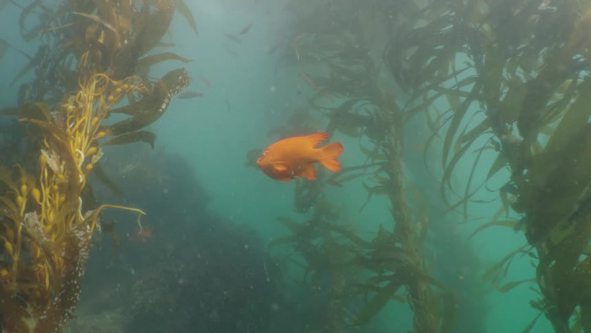 An orange fish swims through a kelp forest in murky greenish water