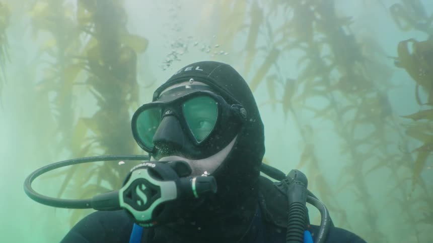 A scuba divers perspective shows kelp stalks reaching towards the surface in clear water with rising air bubbles