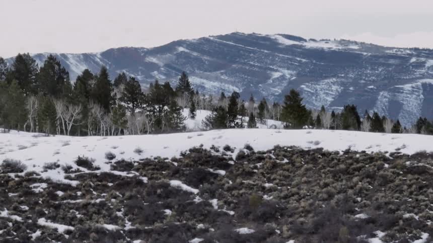 Conifer forest covers a large part of the snowy hills bordering a mountain range on a cloudy winter day
