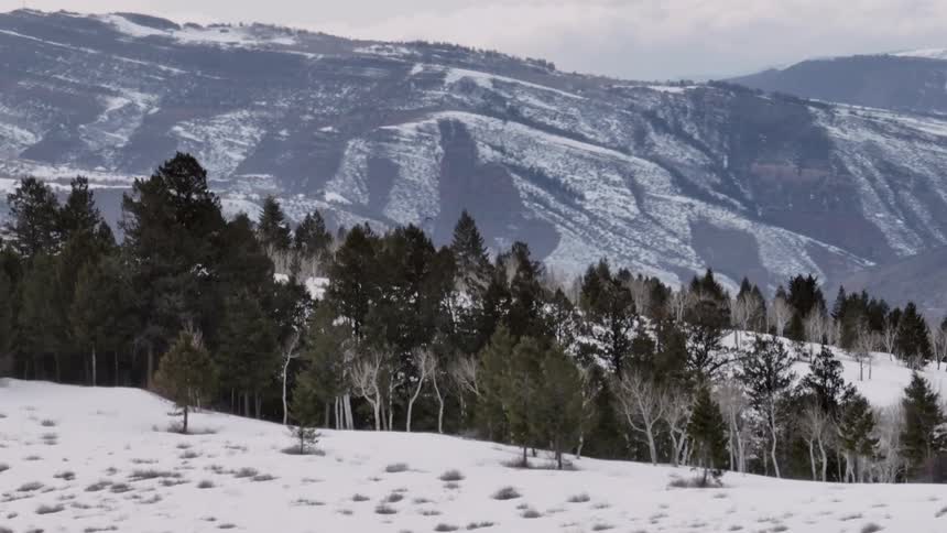 A wintry scene captures a snow covered landscape with a mix of dark evergreens and pale birch trees leading to a backdrop of rolling snow dusted mountains under an overcast sky