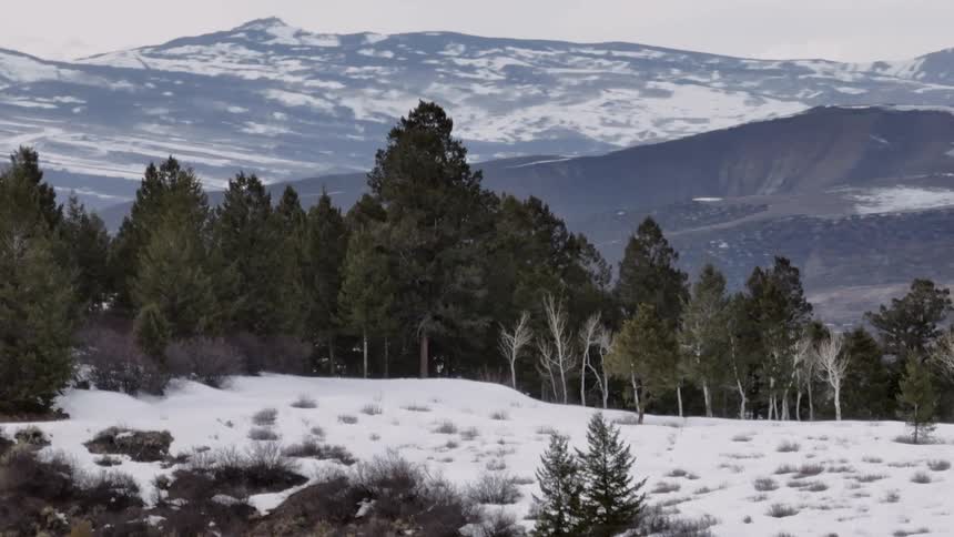 A winter landscape features a snow covered foreground leading to a forest of evergreen trees with snowcapped mountains visible in the distance under an overcast sky
