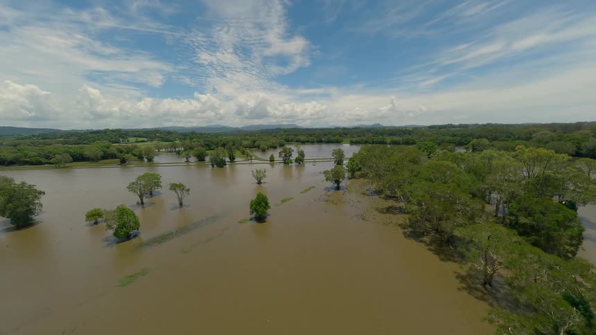 Birds fly over the flooded forest