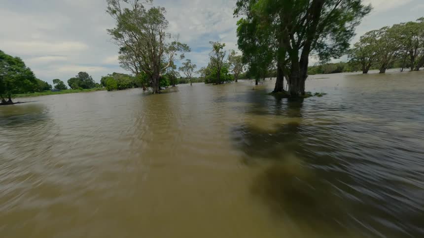 Drone footage of a swamp with trees and water after Australian Floods