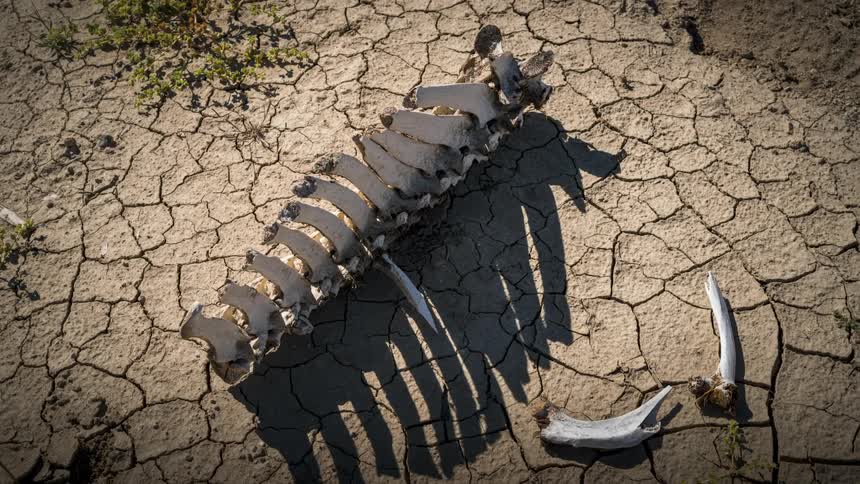 The skeletal remains of an animal its spine and ribs laid bare on a cracked arid landscape highlighting the fragility of life and the harshness of the environment