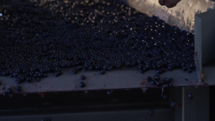 Blueberries being sorted on a conveyer