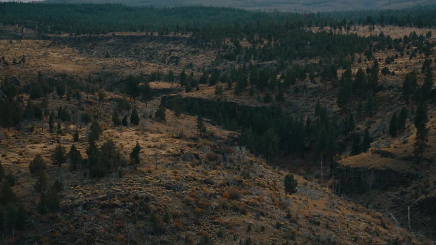 A rugged landscape of rolling hills and valleys with patches of dark evergreen forest interspersed among dry brown terrain