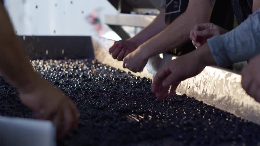 Workers are sorting berries on the conveyor belt