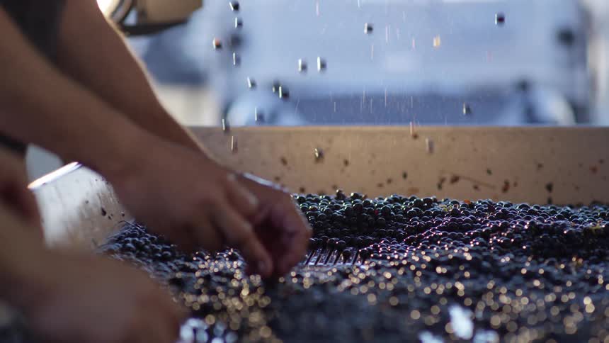 Workers use their hands to spread grapes over a sorting machine as the shaker vibrates causing the grapes to fall