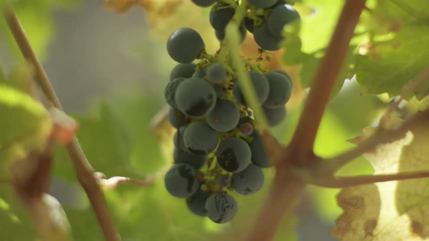 Grapes hang in the vineyard