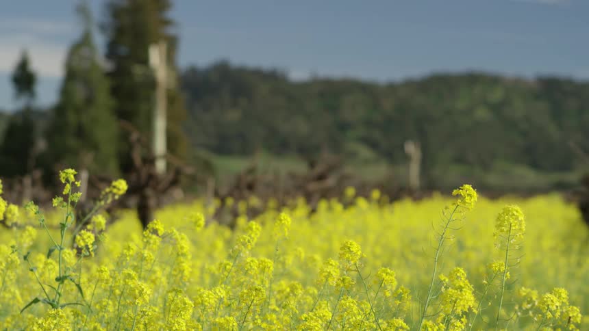 Yellow flowers cover the field before the mountain