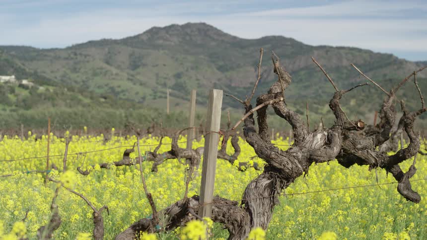 A gnarled leafless grapevine in the foreground stands out against a backdrop of bright yellow flowers in a vineyard with a mountain rising in the distance